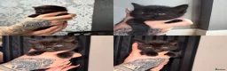 Mixed Breed cats for sale: 6 Beautiful Kittens - Advert 7