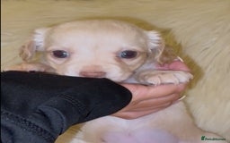 Chiweenie dogs for sale: Gorgeous Mini Dachshund X Puppies🐾 - Advert 30