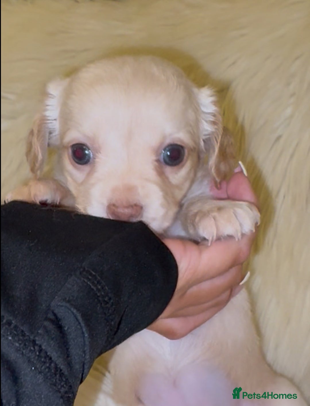 Chiweenie dogs for sale: Gorgeous Mini Dachshund X Puppies🐾 - Advert 30