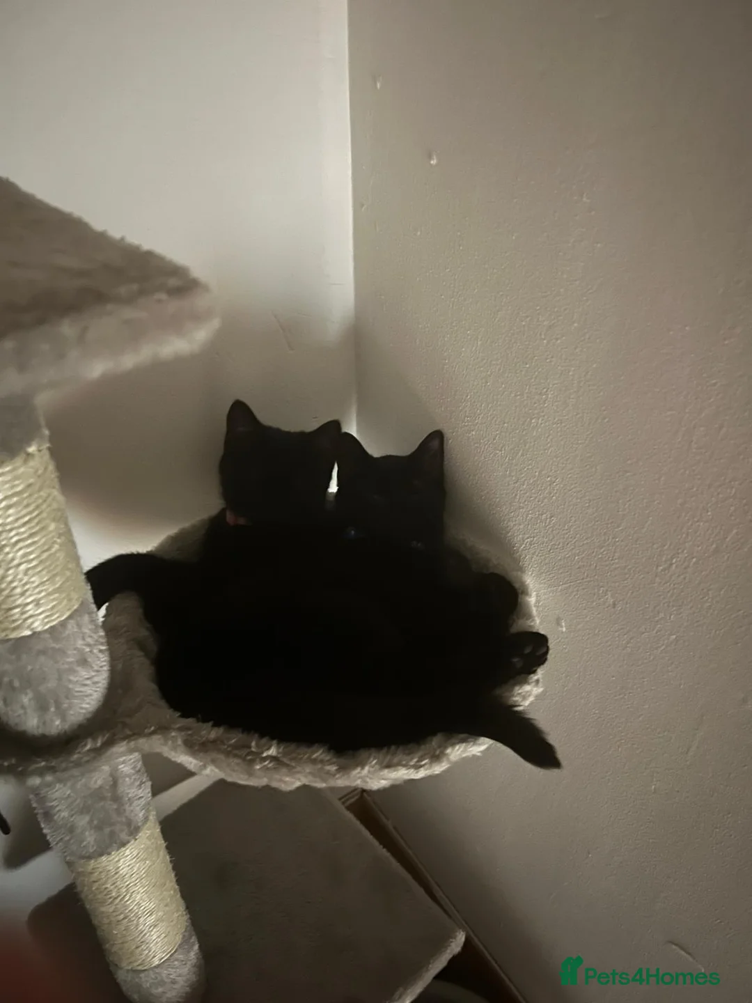 Mixed Breed cats for sale: Two cats looking for a loving new home (Free)  - Advert 4