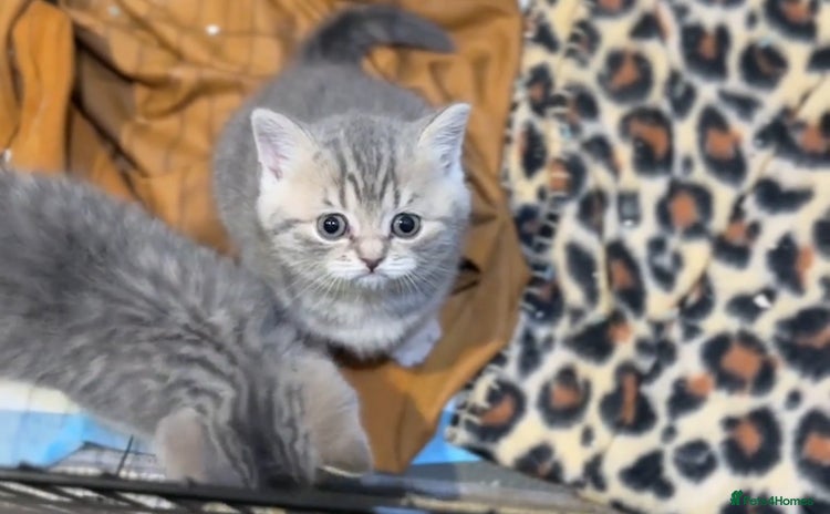 British Shorthair cats - Advert 1