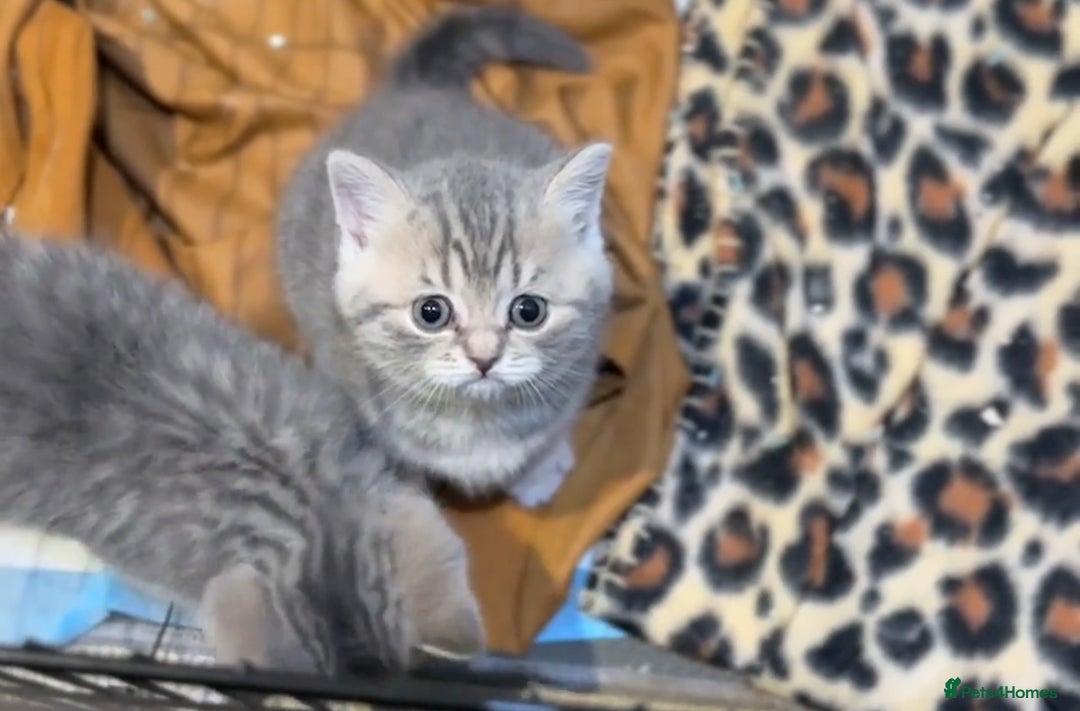 British Shorthair cats for sale: British short hair - Image 1