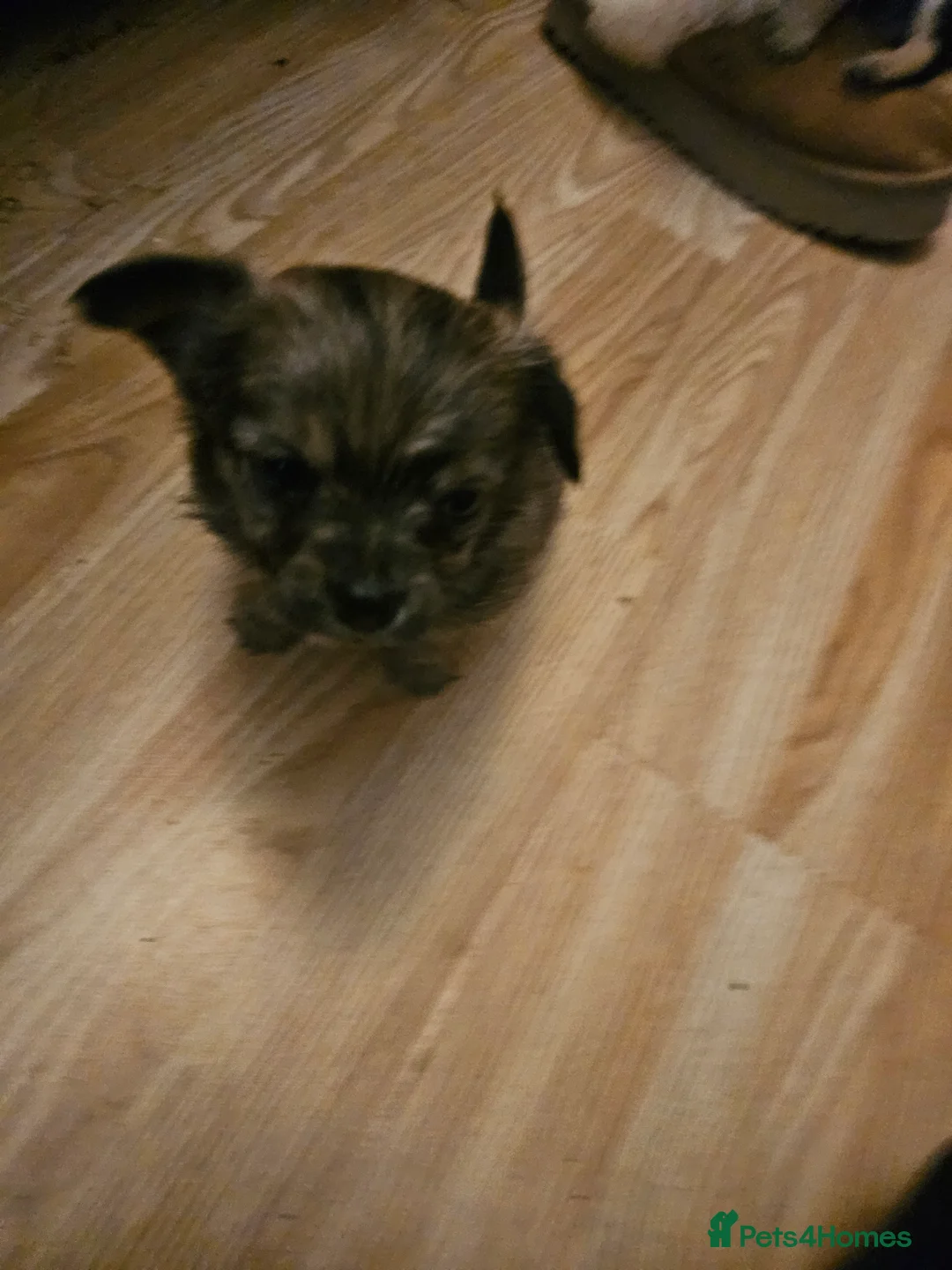 Chihuahua dogs for sale: Tiny chihuahuas  - Advert 8