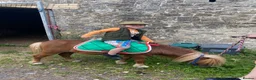 Shetland pony horses for sale: Proven ride and drive miniature Shetland stallion  - Advert 3