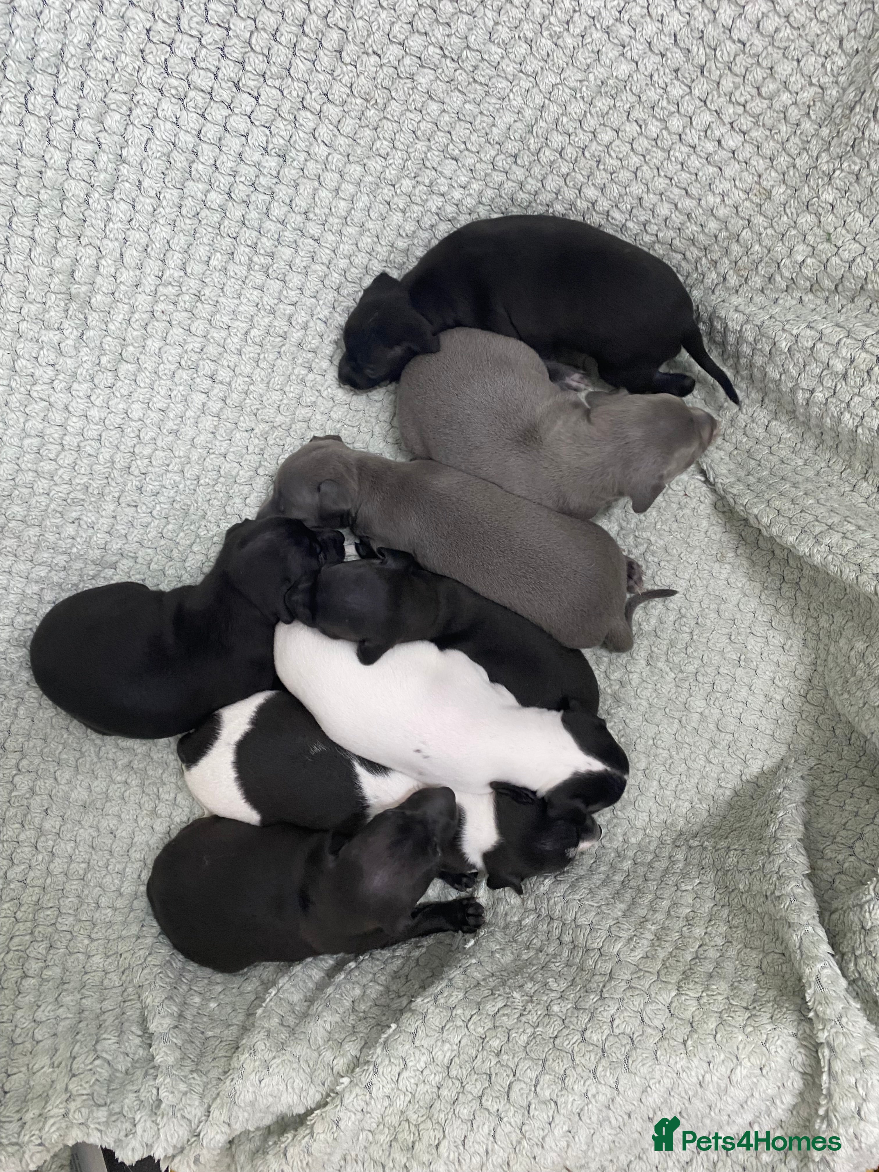 Italian Greyhound dogs Beautiful Italian Greyhound Puppies - Advert 1