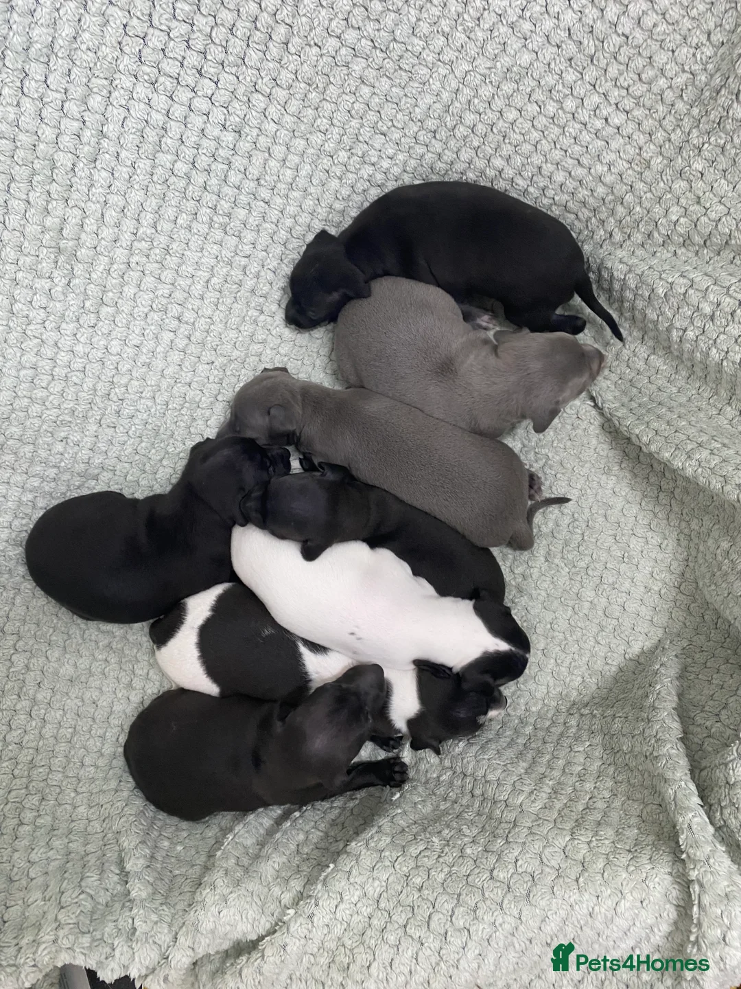 Italian Greyhound dogs for sale: Beautiful Italian Greyhound Puppies - Advert 1