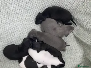 Italian Greyhound dogs Beautiful Italian Greyhound Puppies - Advert 5