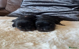 Rottweiler dogs for sale: 2 Stunning KC Pups Health Tested Parents  - Image 1