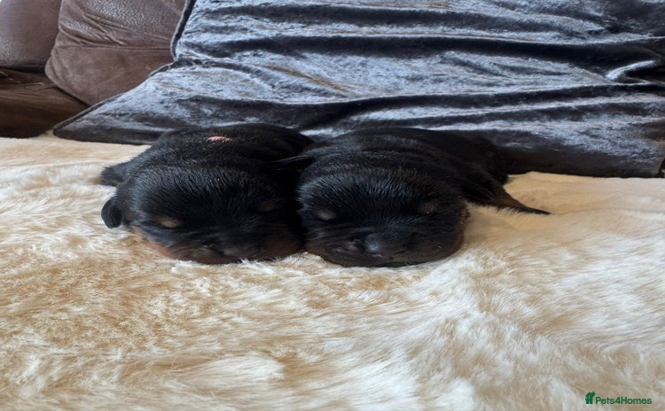 Rottweiler dogs - Advert 2