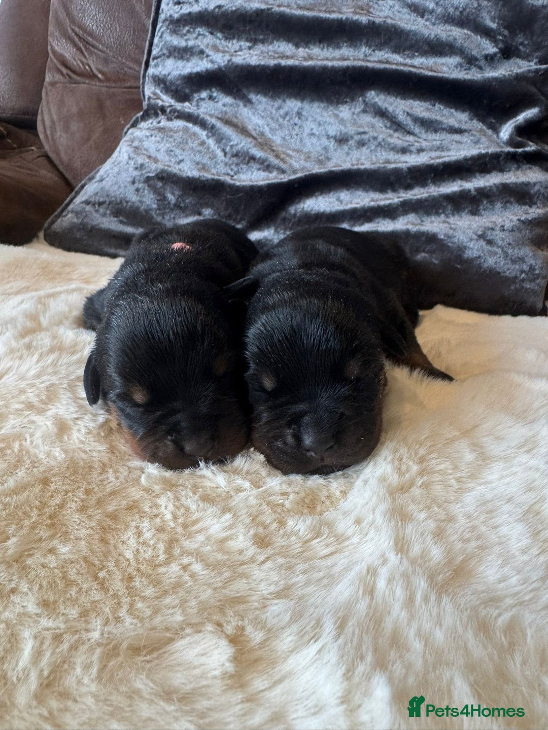 Rottweiler dogs for sale: 2 Stunning KC Pups Health Tested Parents  - Image 1