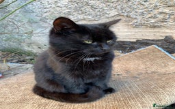 Mixed Breed cats for sale: Adult girl for adoption - Image 6