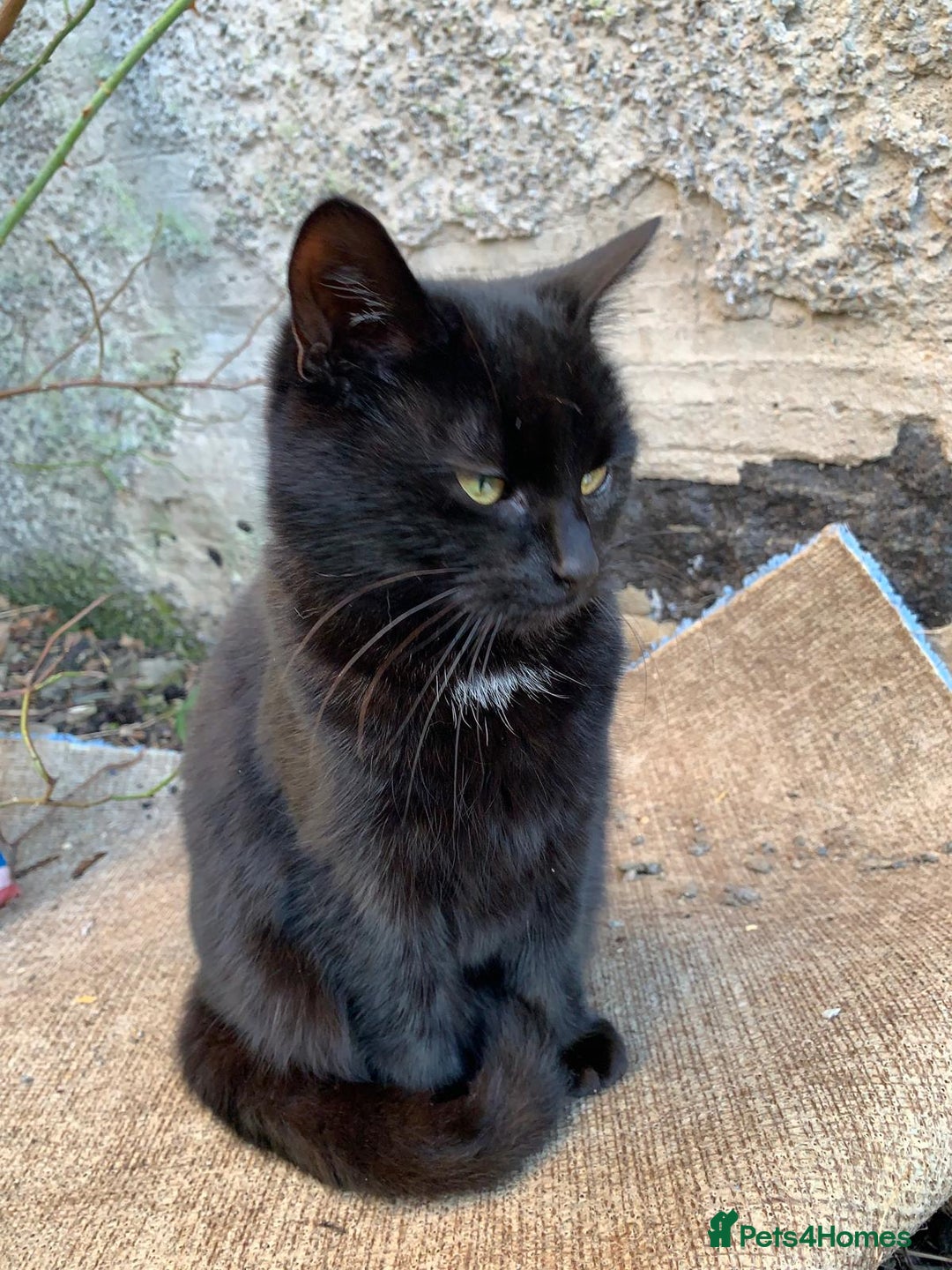 Mixed Breed cats for sale: Adult girl for adoption - Image 6