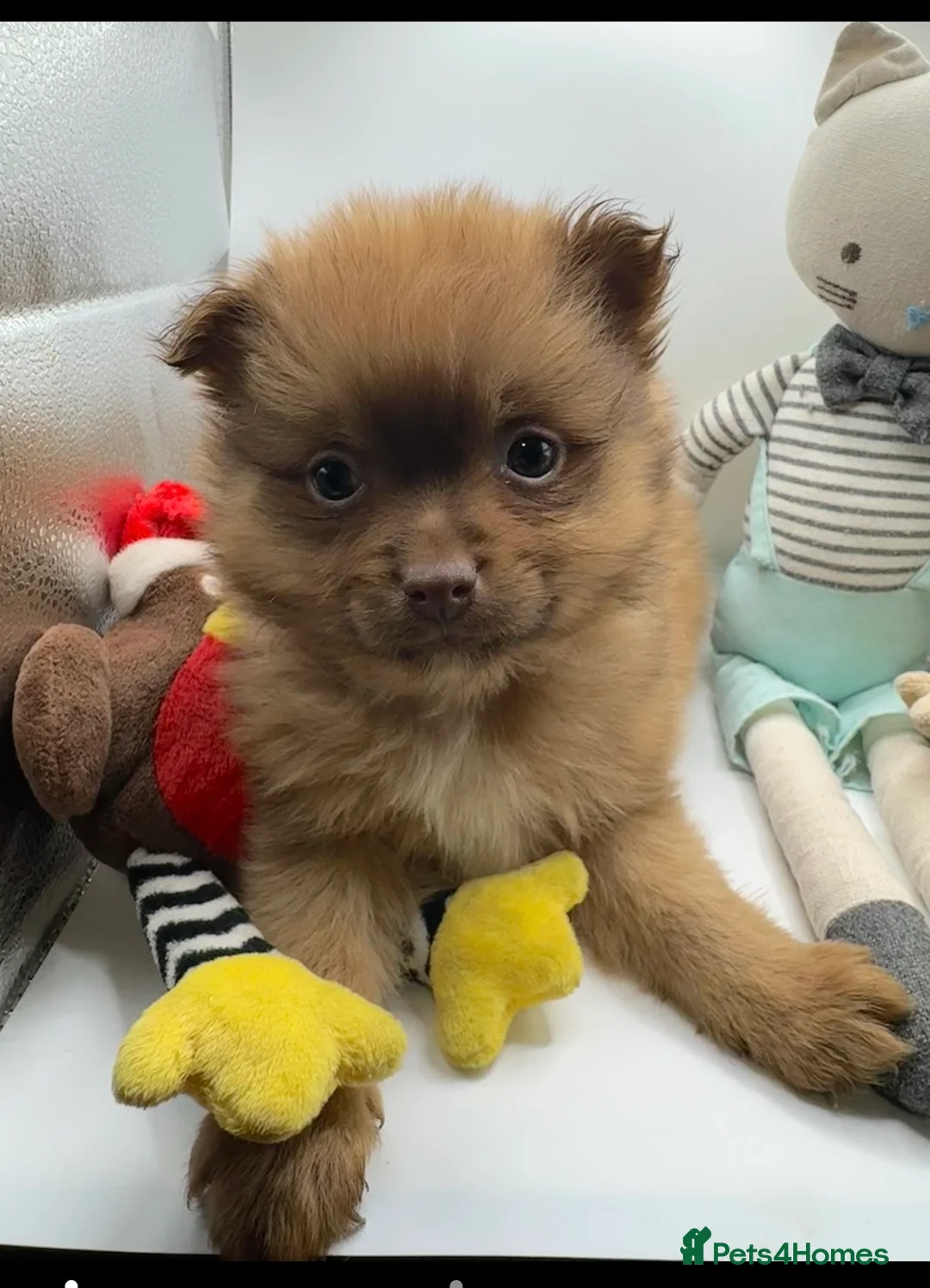 Pomeranian dogs for sale: ✨🐶One BOY Adorable Pomeranian Puppy 🐶✨ - Advert 5