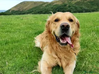 Golden Retriever dogs KCReg Well Proven Golden Stud, Health & DNA Tested in Wilmslow - Advert 16