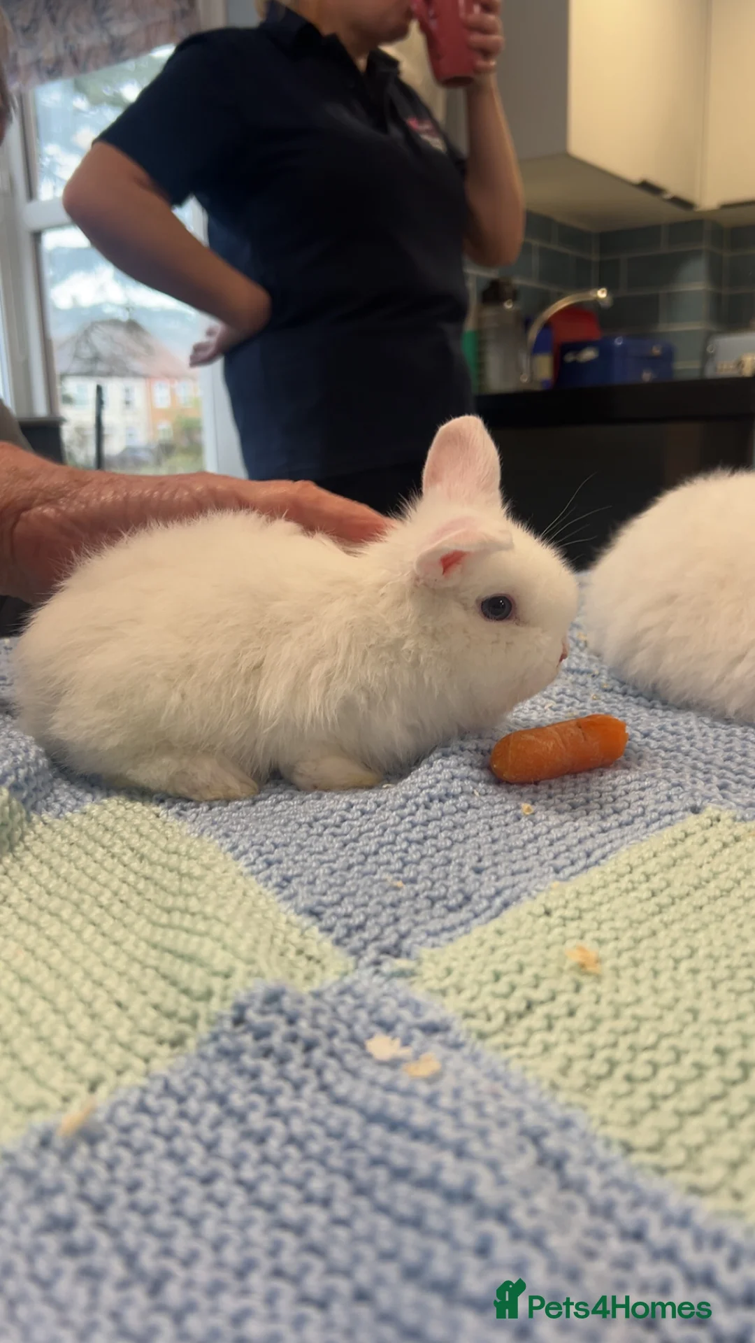 Dwarf Lop rabbits for sale: baby french dwarf lop rabbits in Nuneaton - Advert 1