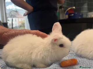 Dwarf Lop rabbits baby french dwarf lop rabbits in Nuneaton - Advert 1