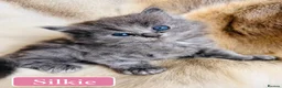 Mixed Breed cats for sale: Beautiful Pedigree line Ragdoll Blue Lynx kittens - Advert 35