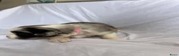 Australian Shepherd dogs for sale: Australia shepherd kc puppies 4 girls  - Advert 23