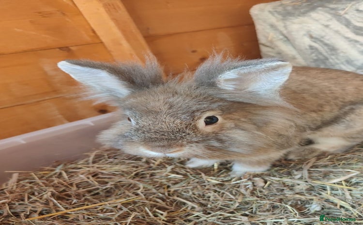 Mixed Breed rabbits - Advert 6