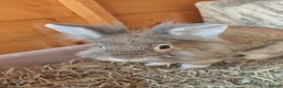 Mixed Breed rabbits for sale: Bonded bunnies - Advert 1