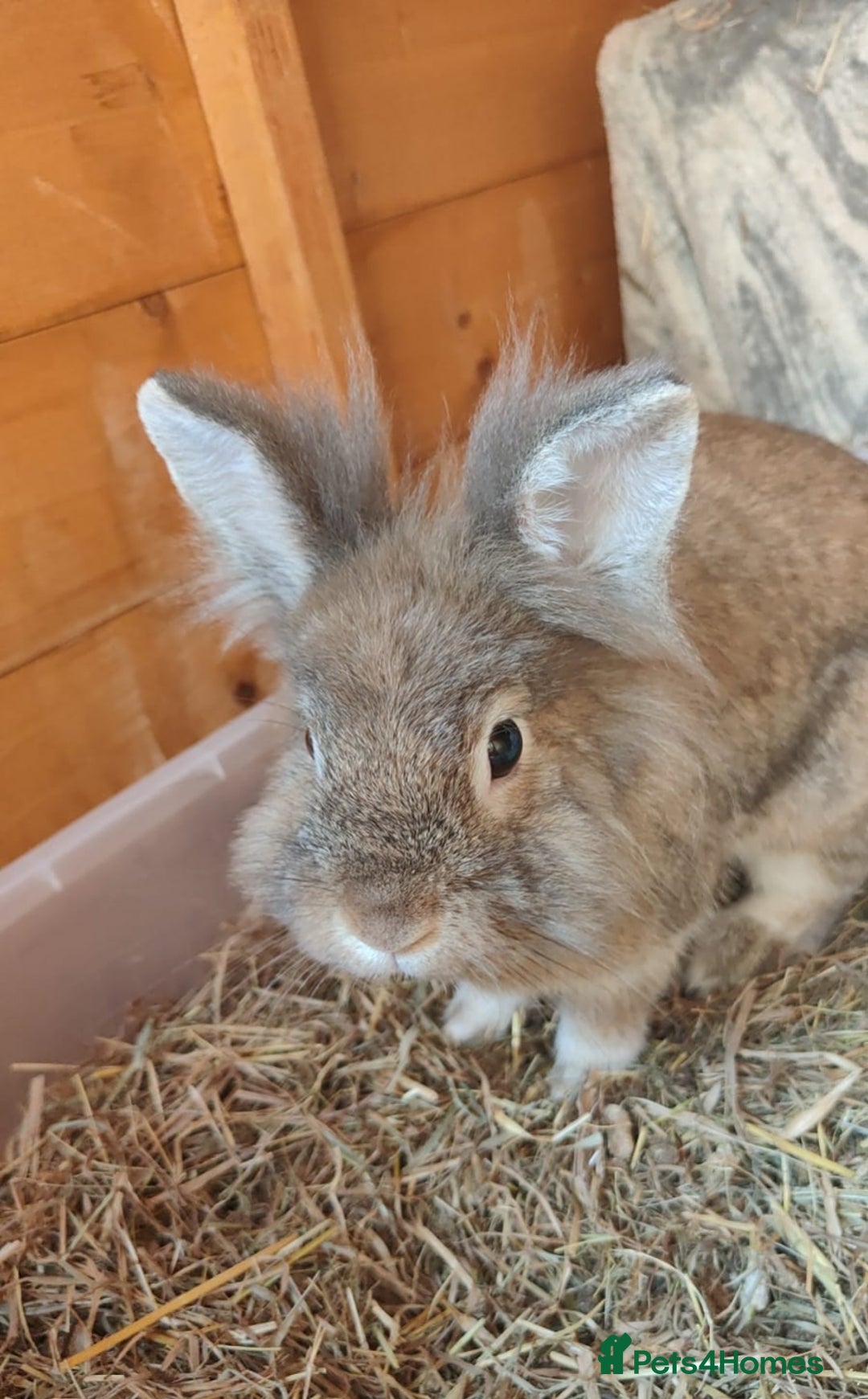 Mixed Breed rabbits for sale: Bonded bunnies - Image 1
