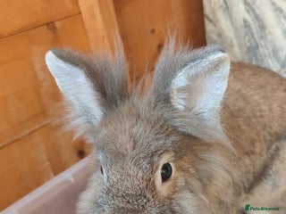 Mixed Breed rabbits - Advert 4