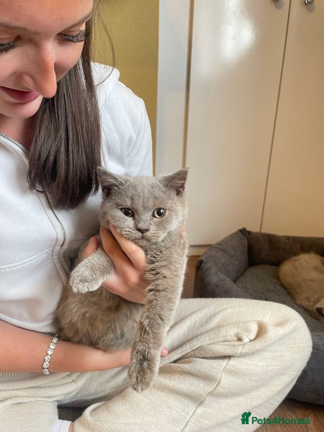 Scottish Fold cats for sale: Beautiful scotish fold straight ear kittens 🐱 ❤️ in Altrincham - Image 35