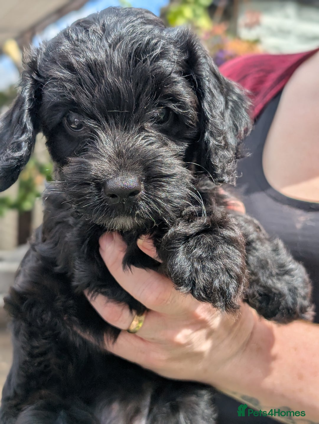 Cockapoo dogs for sale: We have Four Beautiful Cockerpoo Puppies Available - Image 6
