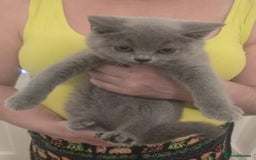 British Shorthair cats for sale: British shorthair GCCF registered  in Boston - Image 10