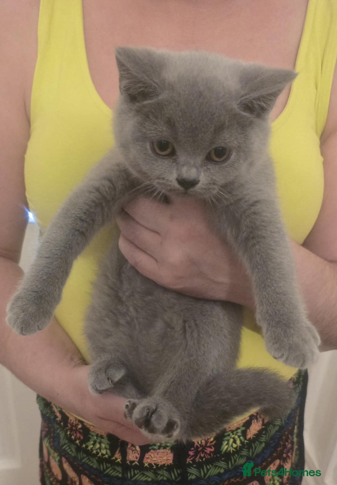 British Shorthair cats for sale: British shorthair GCCF registered  in Boston - Image 10