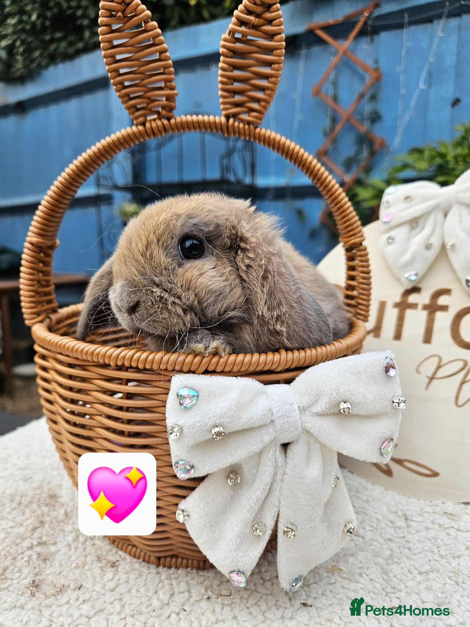 Mini Lop rabbits Purebred Mini Plush Lops- Suffolk - Advert 1