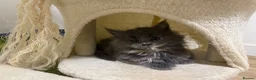 Maine Coon cats for sale: Beautiful full Maine Coon kittens  - Advert 10