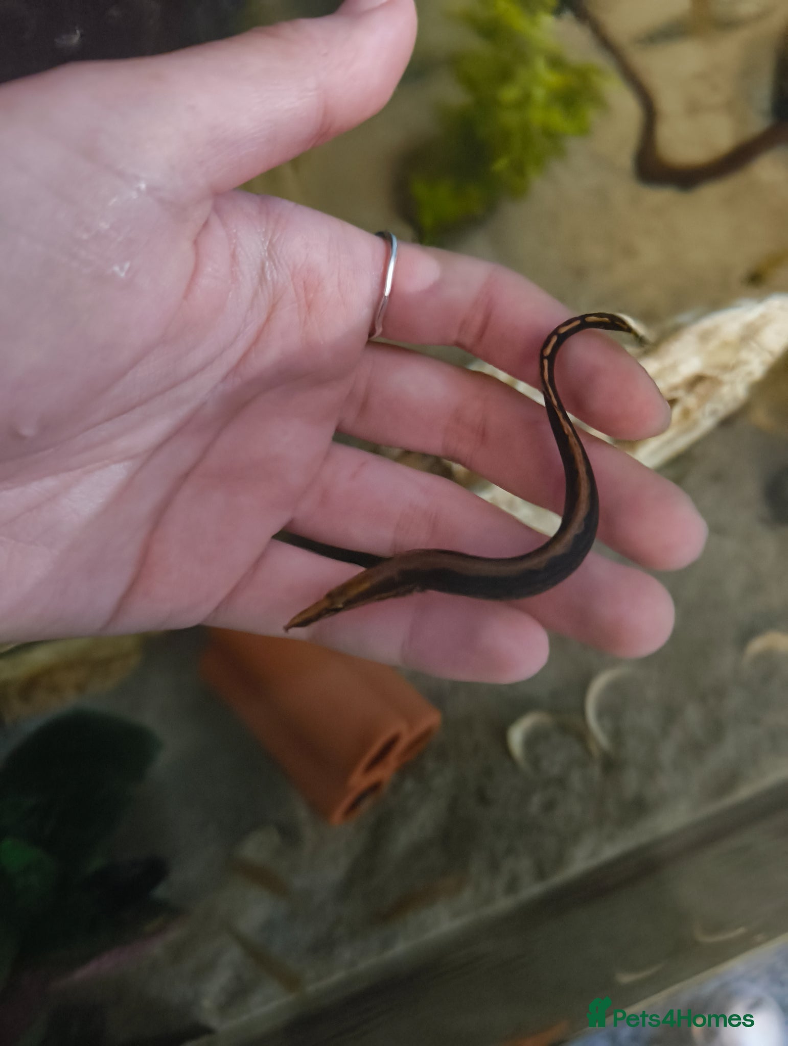 Other/Mixed Breed fish Tire Track Eel  - Advert 18
