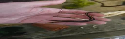 Other/Mixed Breed fish for sale: Tire Track Eel  - Advert 1
