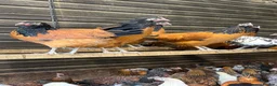 Chickens poultry for sale: Pure breed Hens & Bantams in a massive range  - Advert 4