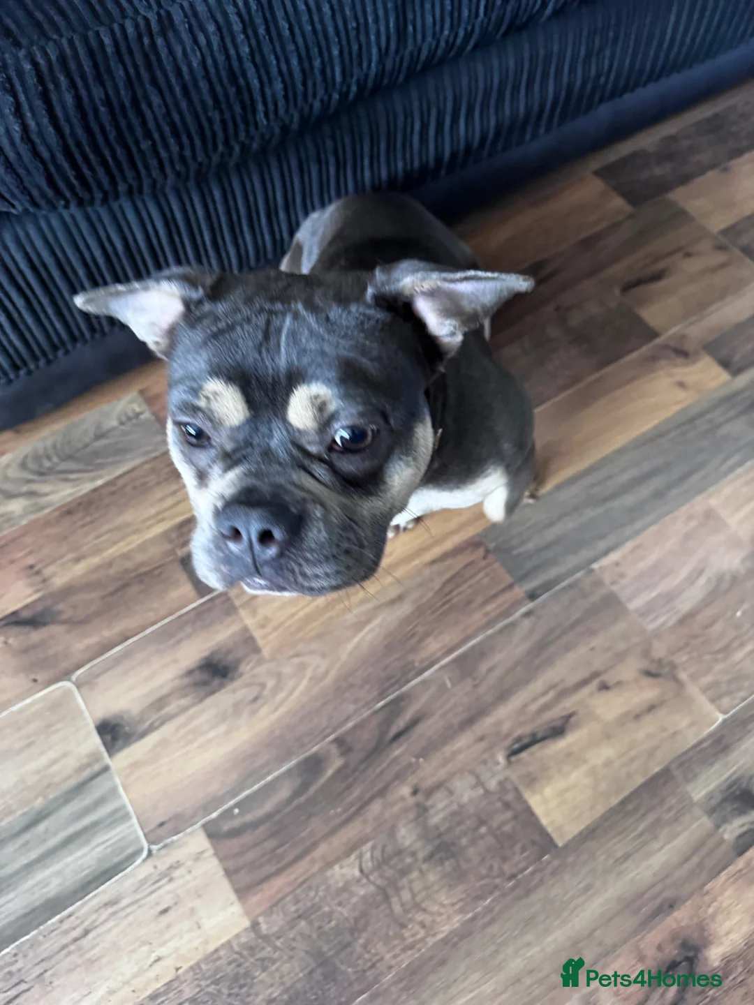 American Bulldog dogs for sale: american bulldog(micro) in Croydon - Advert 1