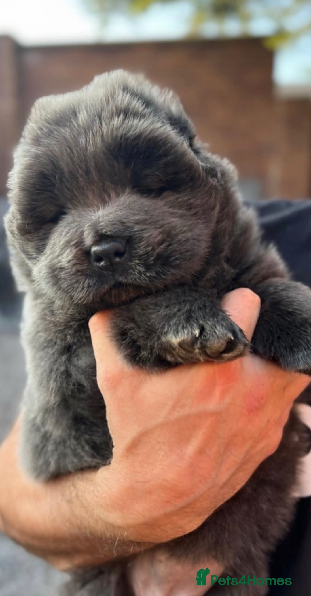 Chow Chow dogs for sale: 6 beautiful lilac & blue chow chows 😻 - Advert 3