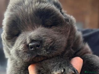 Chow Chow dogs Blue chowchow boy left 😻 - Advert 9
