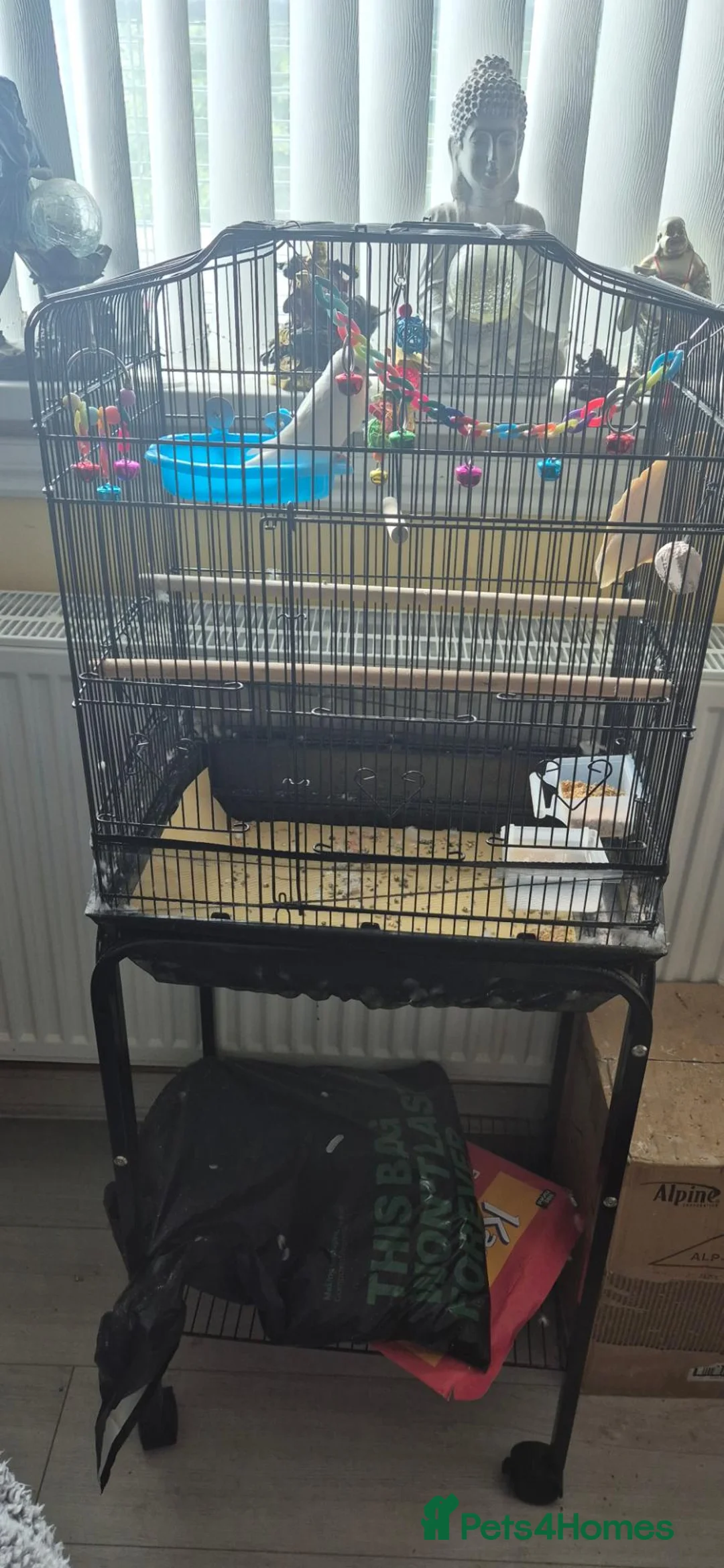 Budgerigars birds for sale: White budgie in Llanelli - Advert 3