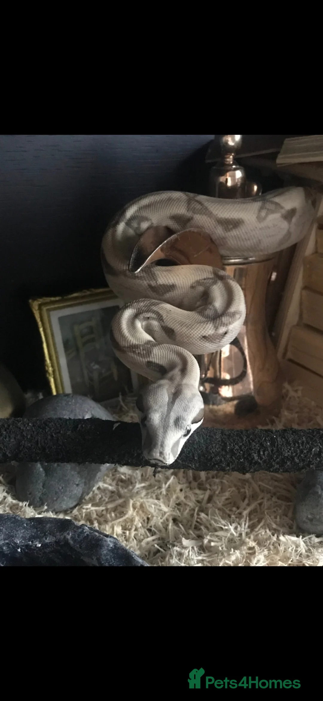Boa Snake reptiles for sale: 5 year old red tail boa - Advert 1