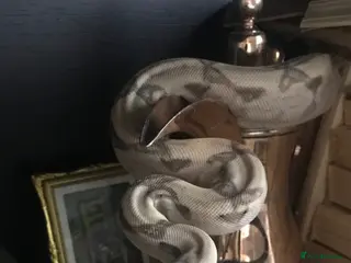 Boa Snake reptiles 5 year old red tail boa - Advert 1