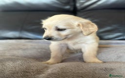 Golden Retriever dogs for sale: 7 kc golden retrievers left  - Image 10
