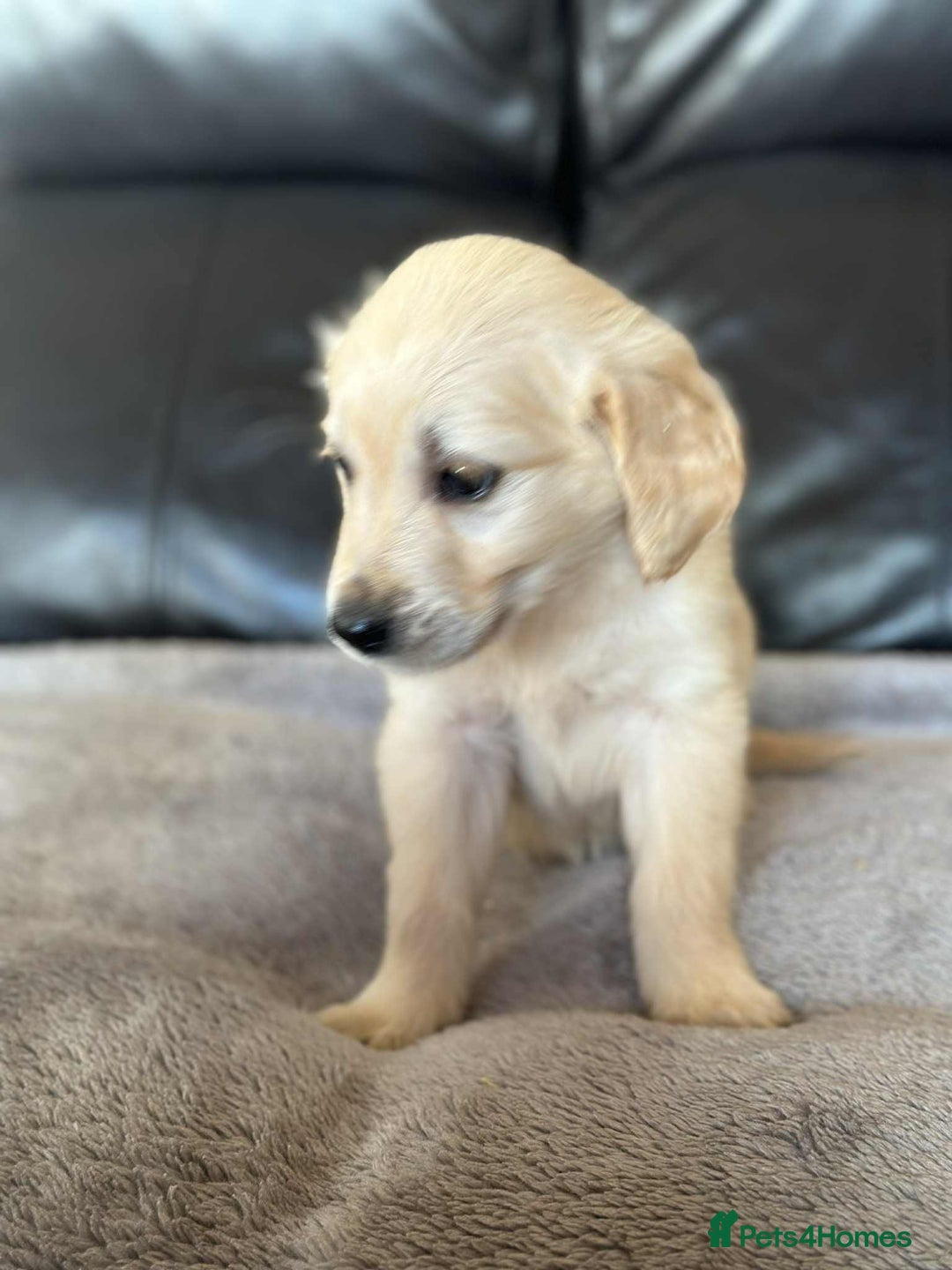 Golden Retriever dogs for sale: 7 kc golden retrievers left  - Image 10