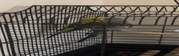 Budgerigars birds for sale: Pair budgies  - Advert 5