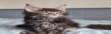 Lady Arabella TitaniumCat 