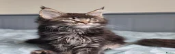 Maine Coon cats for sale: Amazing Maine Coon kittens 😍  - Advert 7