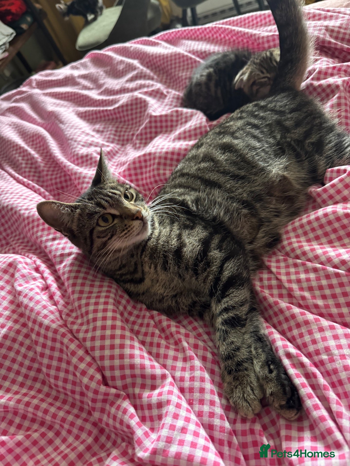 Mixed Breed cats for sale: 4x tabby boys looking for loving forever home  - Advert 6