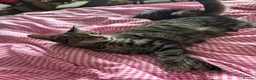 Mixed Breed cats for sale: 4x tabby boys looking for loving forever home  - Advert 1