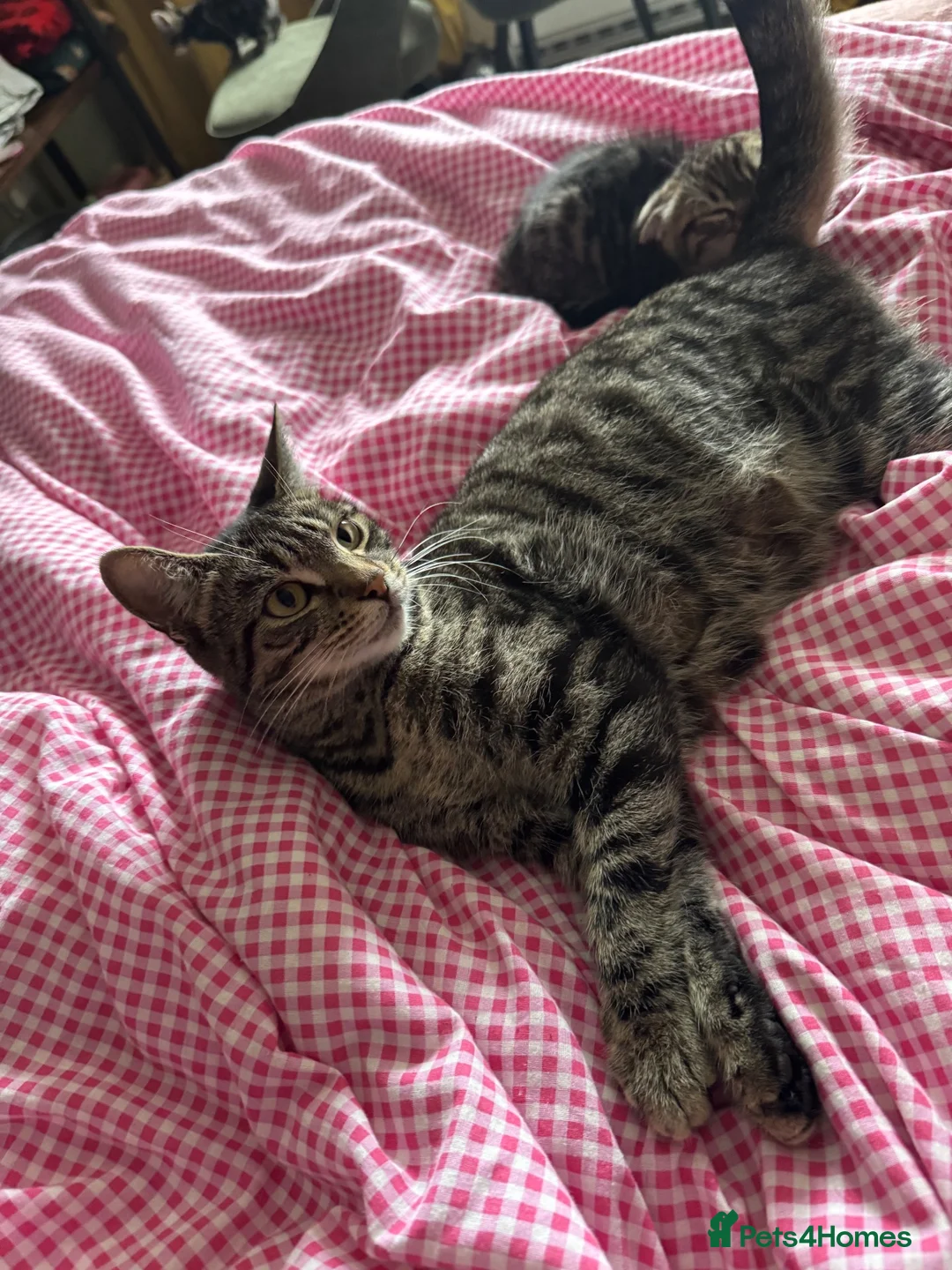 Mixed Breed cats for sale: 4x tabby boys looking for loving forever home  - Advert 1