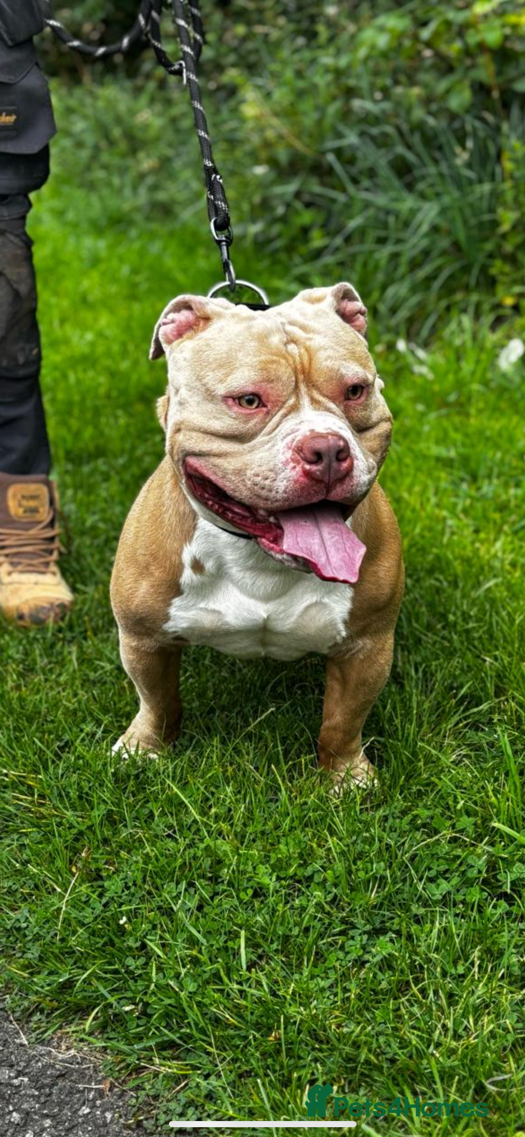 American Bully dogs for stud: American pocket bully  - Image 5